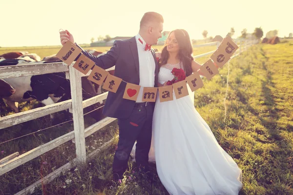 Bride and groom holding Just Married cards, near cow farm — Stock Photo, Image