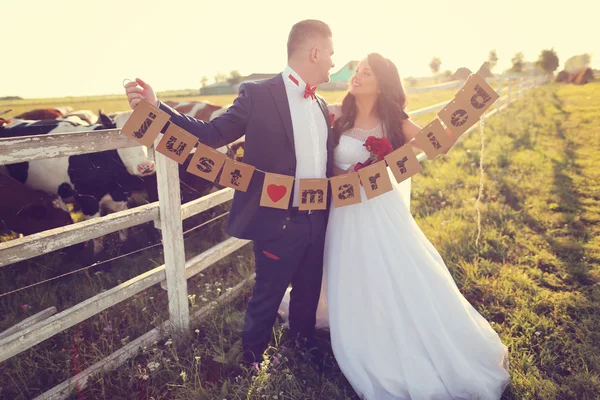 Bride and groom holding Just Married cards, near cow farm — Stock Photo, Image