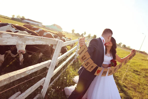 牛ファーム近くちょうど結婚カードを保持している新郎新婦 — ストック写真