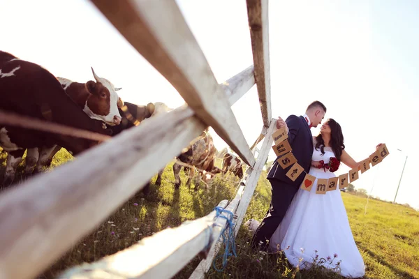 Bride and groom holding Just Married cards, near cow farm — Stock Photo, Image