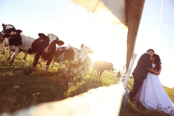 Невеста и жених целуются возле коровьей фермы — стоковое фото