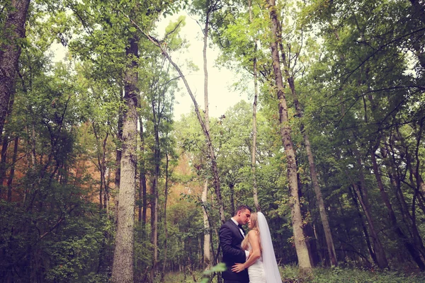 Bride and groom in the forest — Stock Photo, Image