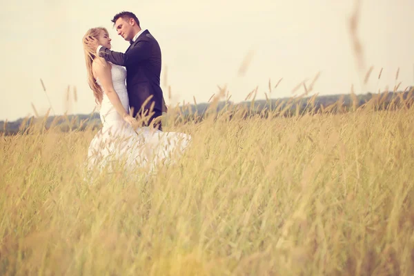 Bride and groom in the fields — Stock Photo, Image