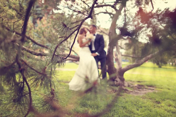 Sihouettes of a bride and groom sitting in a tree — Stock Photo, Image