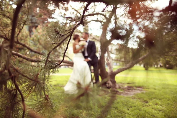 Изображения невесты и жениха, сидящих на дереве — стоковое фото