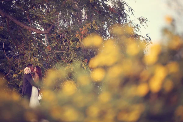 新娘和新郎拥抱在森林里 — 图库照片