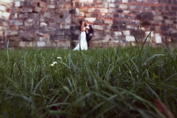 Chamomile flowers with bride and groom as silhouettes in the background — Stock Photo, Image