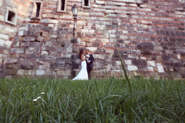Fiori di camomilla con sposa e sposo come silhouette sullo sfondo — Foto Stock