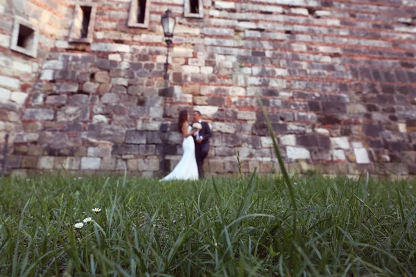 Chamomile flowers with bride and groom as silhouettes in the background — Stock Photo, Image