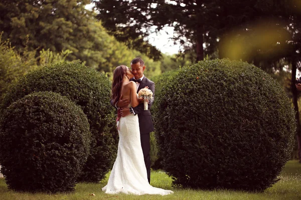 Невеста целует жениха возле кустов — стоковое фото