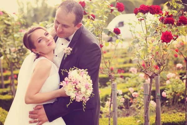 Жених и невеста в окружении красных роз — стоковое фото
