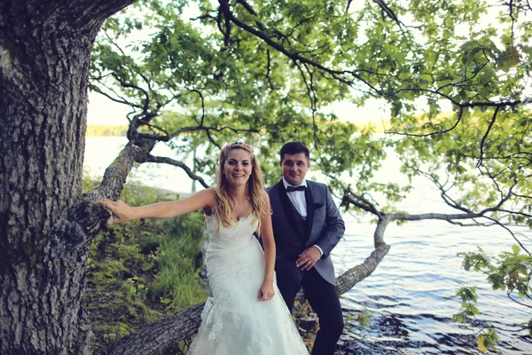 Braut und Bräutigam sitzen in einem Baum am See — Stockfoto