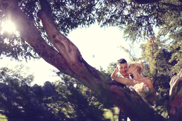 Bride and groom near big tree — Stock Photo, Image