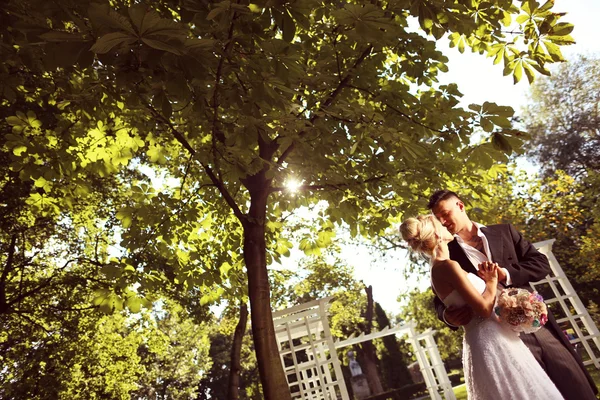 Bride and groom near big tree — Stock Photo, Image