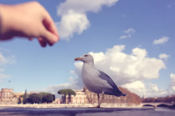 Mão com uma gaivota — Fotografia de Stock