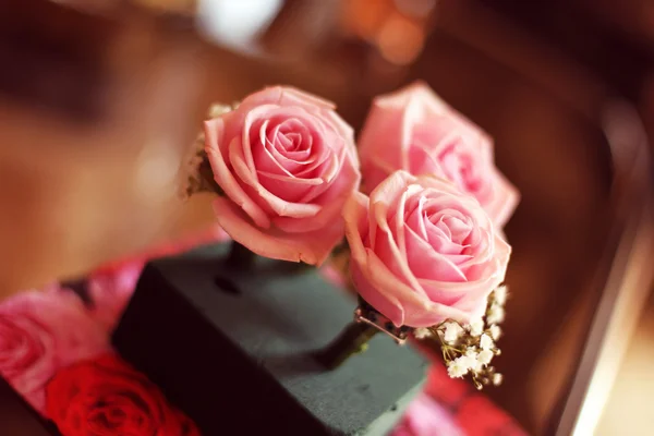 Pink roses — Stock Photo, Image