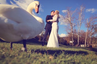 Gelin ve damat güzel kuğu yürüyüş