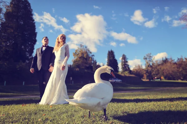 Bride and groom walking near beautiful swan — Stock Photo, Image