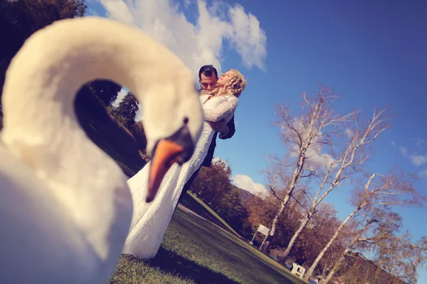 Novia y novio caminando cerca de hermoso cisne — Foto de Stock