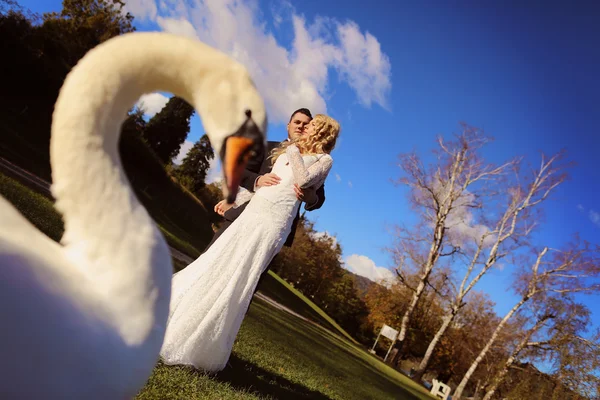 Bride and groom walking near beautiful swan — Stock Photo, Image