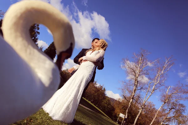 Bride and groom walking near beautiful swan — Stock Photo, Image