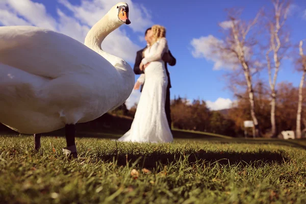 Bruid en bruidegom wandelen in de buurt van mooie zwaan — Stockfoto