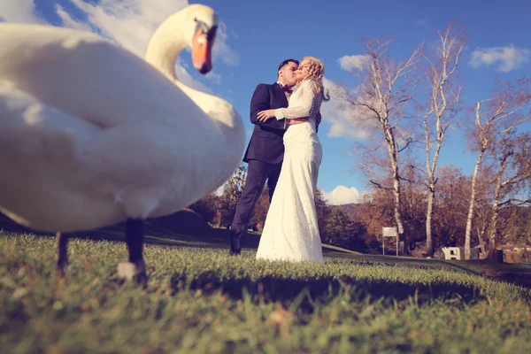 Bruid en bruidegom wandelen in de buurt van mooie zwaan — Stockfoto