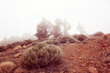 Çalılar ve ağaçlar bir sisli sabahı