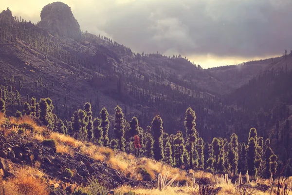 Paysage avec arbres et montagnes — Photo