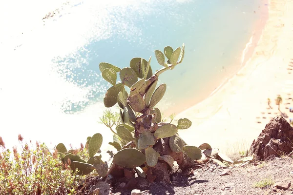 Foglie di cactus — Foto Stock