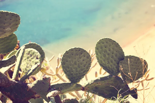 Cactus leaves — Stock Photo, Image