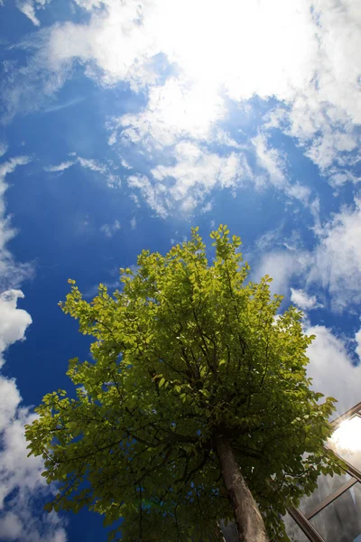 Prairie printanière avec grand arbre dans une grande ville — Photo