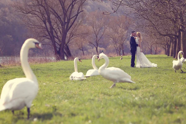 Casal caminhando em um parque cercado por cisnes — Fotografia de Stock