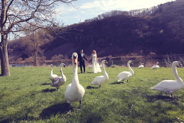 Couple walking in a park surrounded by swans — Stock Photo, Image