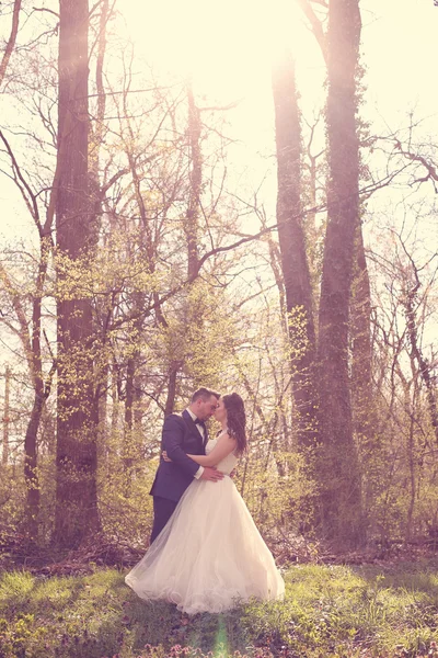 Bride and groom in a beautiful forest — Stock Photo, Image