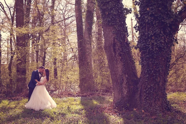 Sposa e sposo in una bellissima foresta — Foto Stock