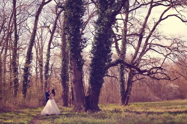 Noiva e noivo em uma bela floresta — Fotografia de Stock