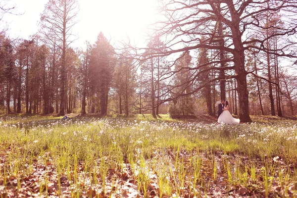 Bride and groom in a beautiful forest — Stock Photo, Image