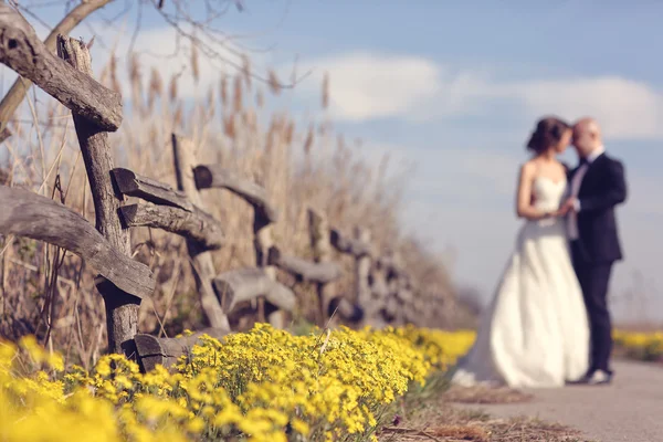 Gelbe Wildblumen mit Braut und Bräutigam als Silhouetten — Stockfoto