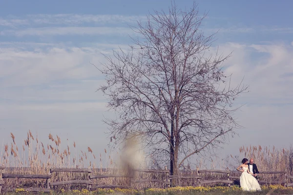 Sposa e sposo vicino al grande albero — Foto Stock