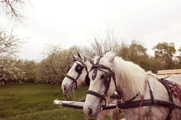 Twee witte paarden — Stockfoto