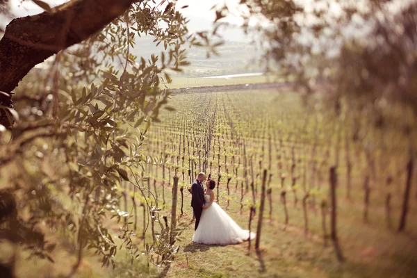 Bride and groom in a vineyard — Stock Photo, Image