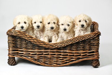 Ahşap sepet içinde şirin küçük köpekler