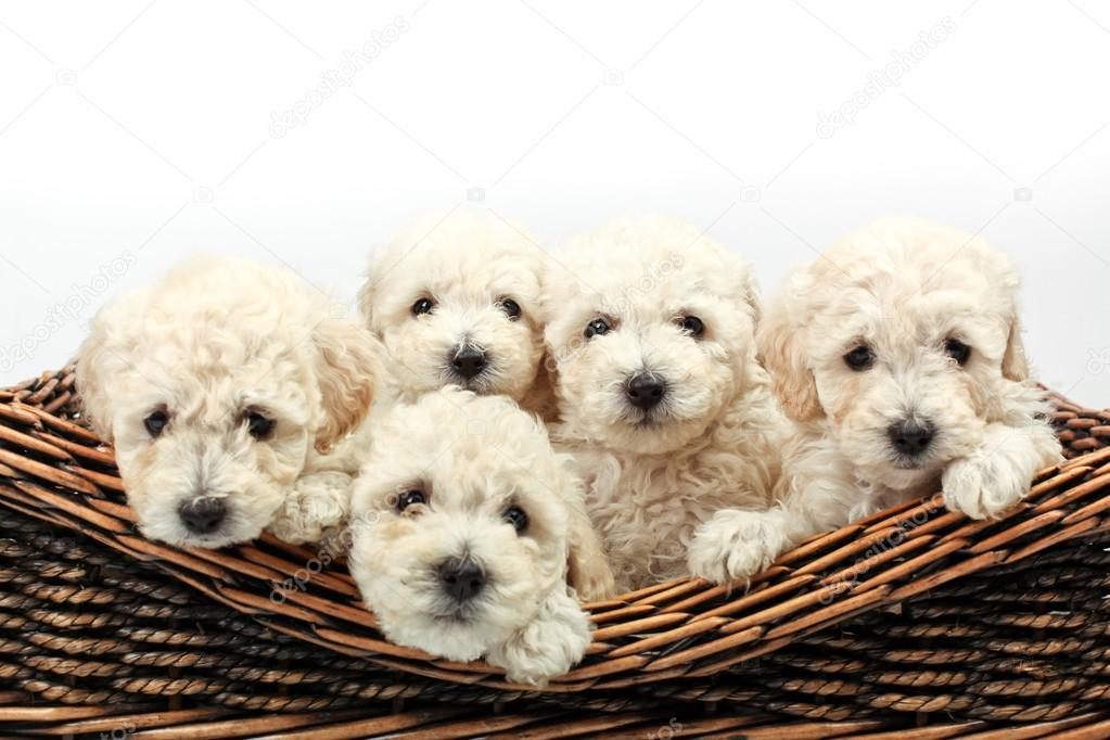 Süße kleine Hunde in einem hölzernen Korb — Stockfoto © contact