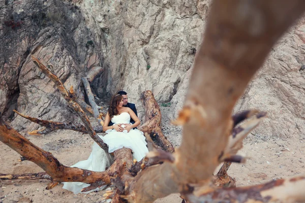 Noiva e noivo sentados em uma árvore grande — Fotografia de Stock