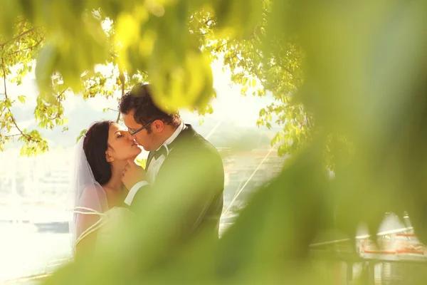 新娘和新郎在公园接吻 — 图库照片