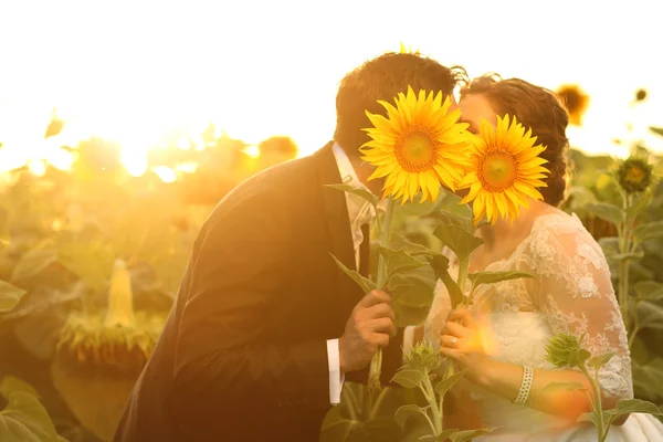 Vackra bruden och brudgummen tillsammans i solros fält — Stockfoto