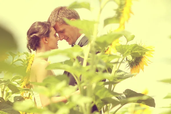 Hermosa novia y novio abrazándose en el campo de girasol —  Fotos de Stock