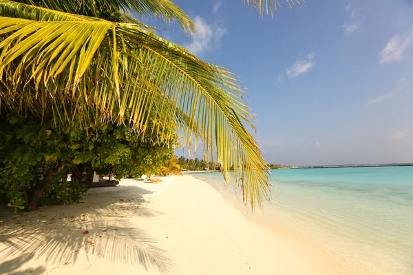 Güzel manzarası Maldivler tropik sahil kum ve palmiye ağaçlarının — Stok fotoğraf