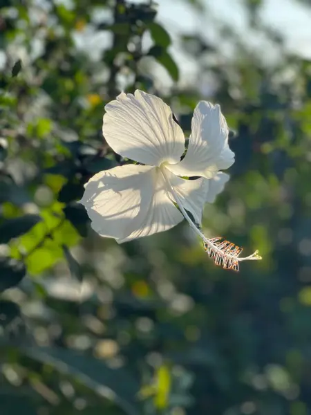 Hibiscus Çiçeğiyle Günbatımı — Stok fotoğraf